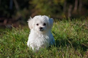 Is TropiClean Fresh Breath Safe?