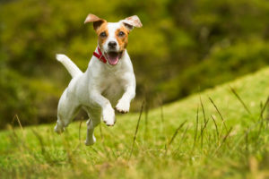 Are Jack Russell's Hypoallergenic