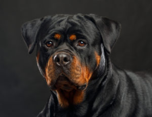 Rottweiler Muscular