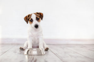 Best Dog Food for Small Dog