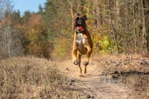 Boxer Dog Pros and Cons