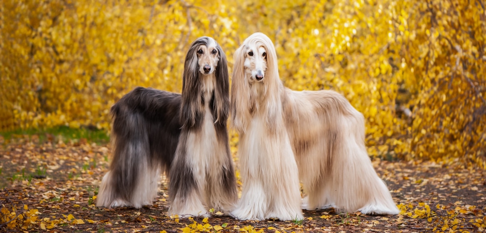 Afghan Hound Smart