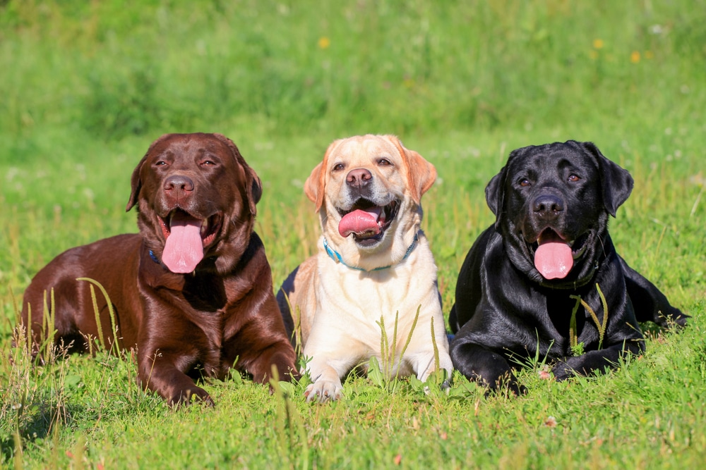 3 Labs together in a field