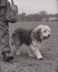 Historical recreation of Ricky walking beside his handler during wartime service.
